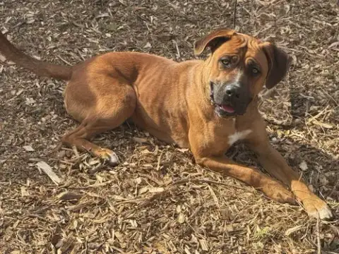 Nala photo 3