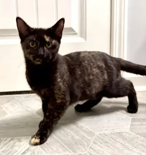 Kitten Gorgeous Galaxy photo 4