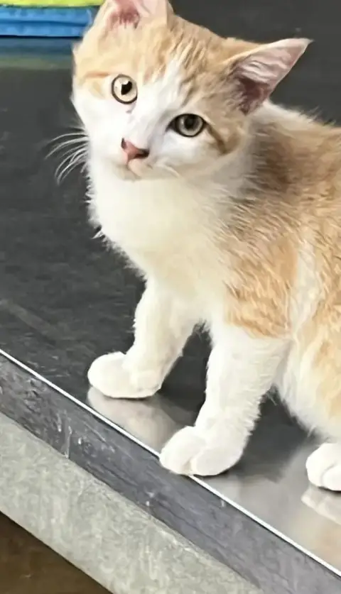 Squirt