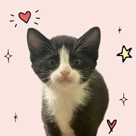 Momma Honey'S Litter: Eclair