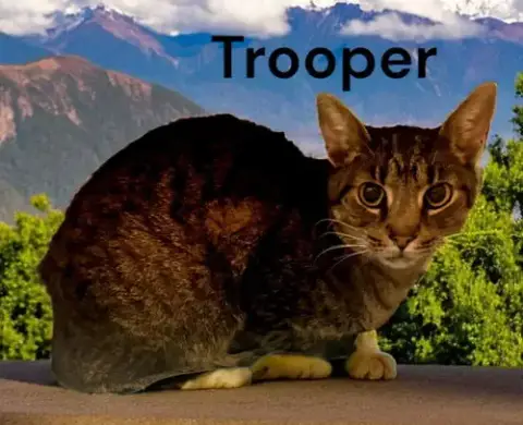 Trooper photo 3