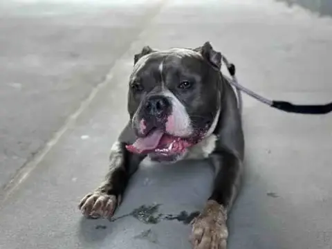 Brandon