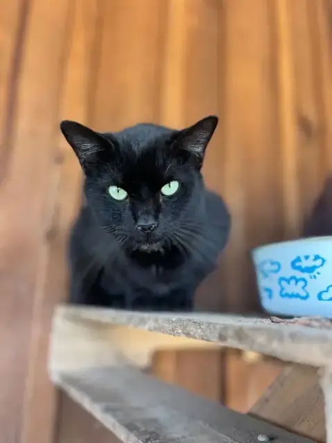 Gizmo photo 4