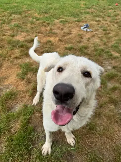 Olaf photo 3