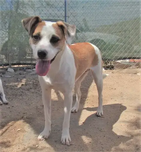Penny- photo 4