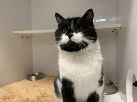 Bandit
