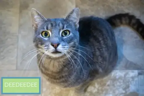 Deedeedee photo 2