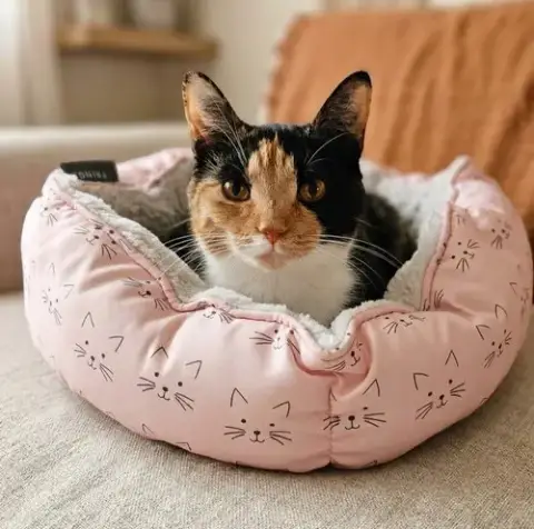 Lorelai
