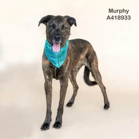 Murphy