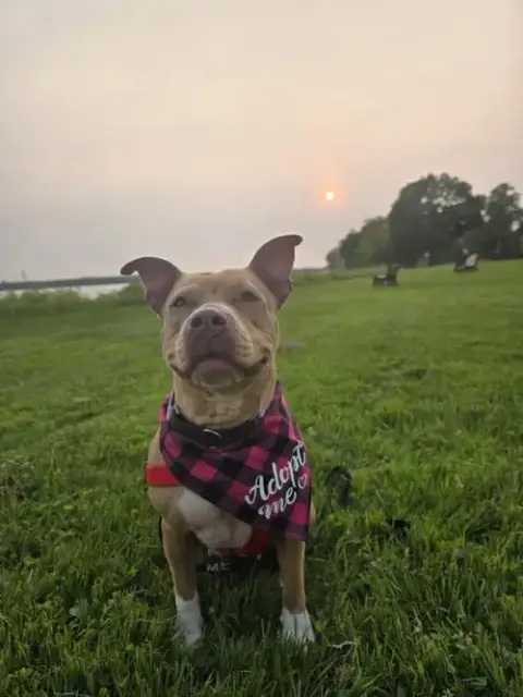 Piper