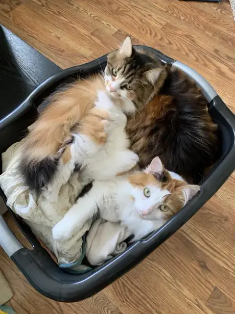 Tilly & Willow