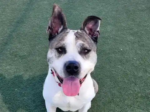 Pablo