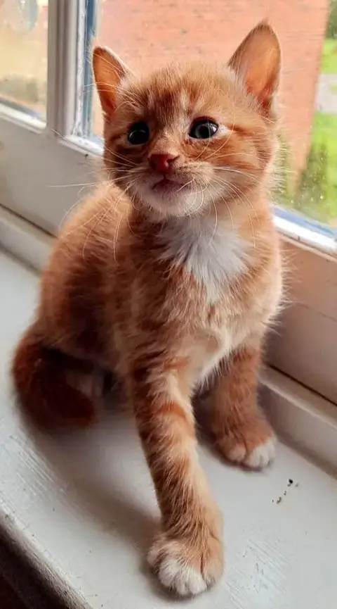 Saffron