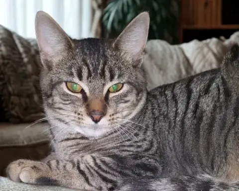 Feathertail photo 2