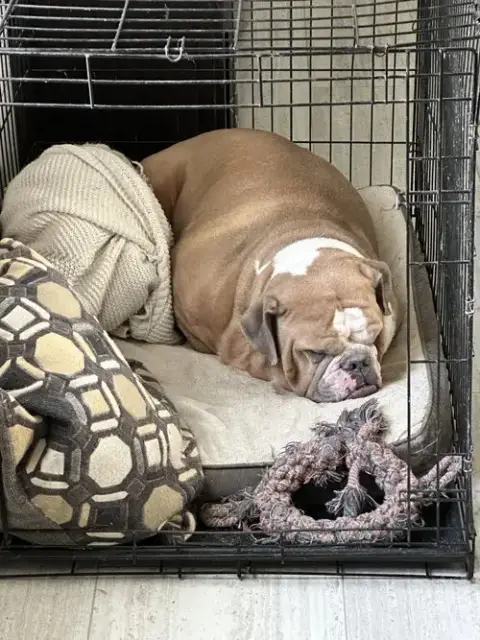 Bruiser photo 4