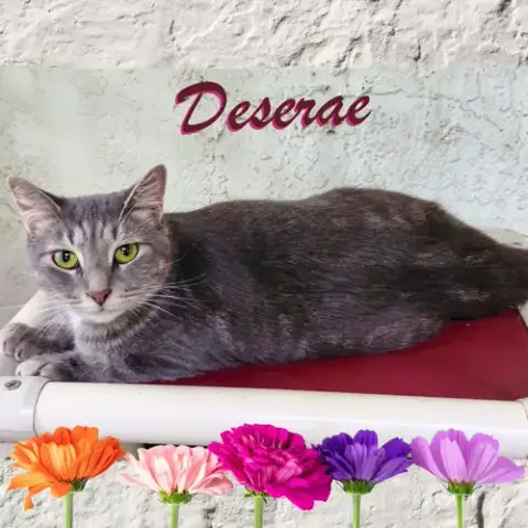 Deserae