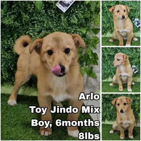 Arlo From Korea