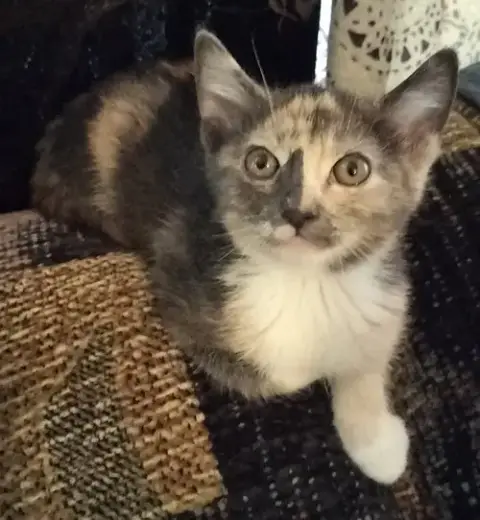 Lacey