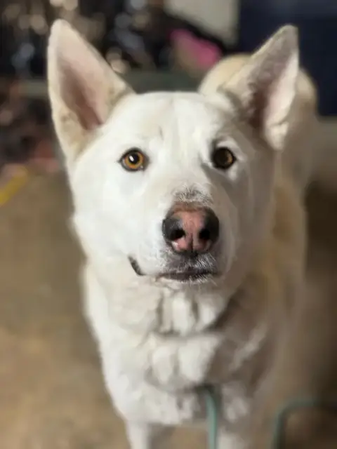Griffin photo 2