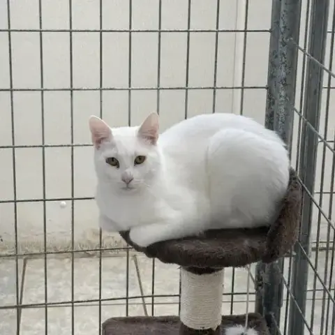 Anakin photo 5