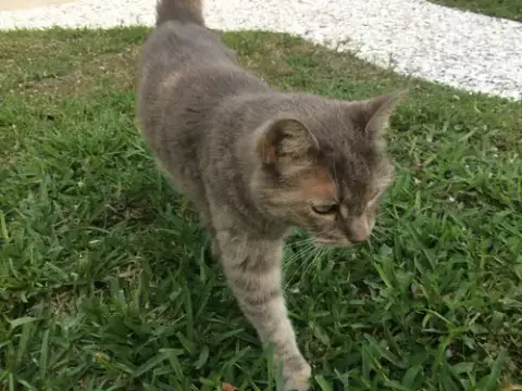 Kitty photo 2