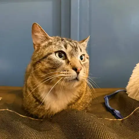Chivole