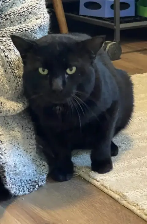 Sampson