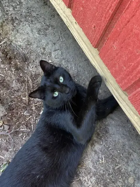 Tyrone photo 2
