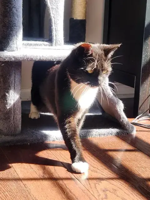 Coco Anna photo 2