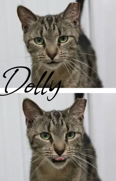 Dolly
