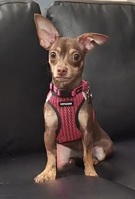 Millie Mae