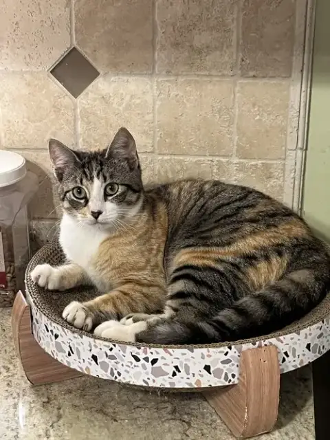 Chloe