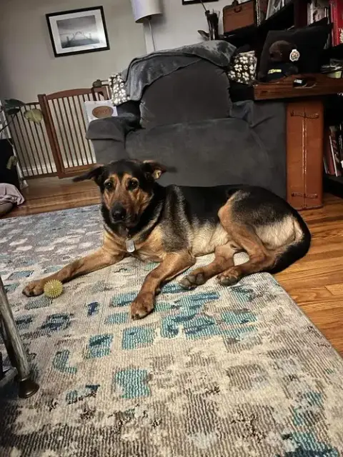Cyrus
