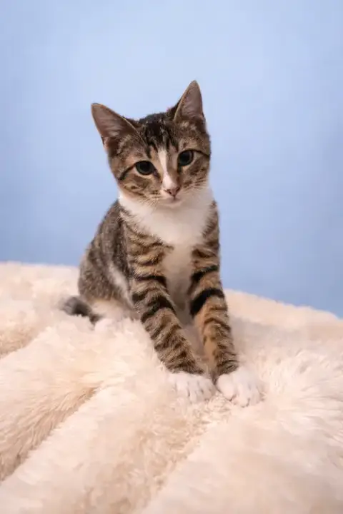 Mittens photo 2