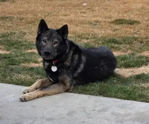 Tyson Aka Wolfie photo 2