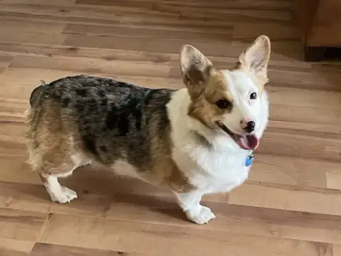 Pixel