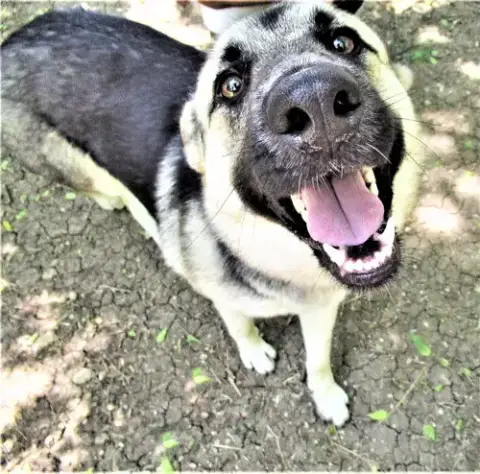 Sheba photo 4
