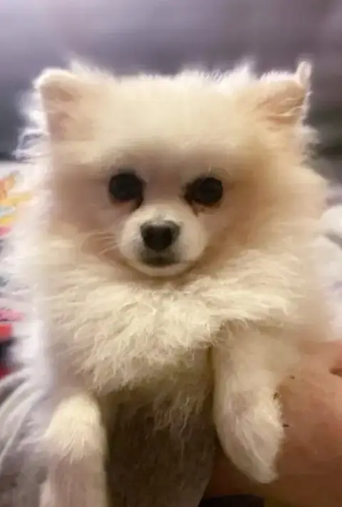 Archie photo 2