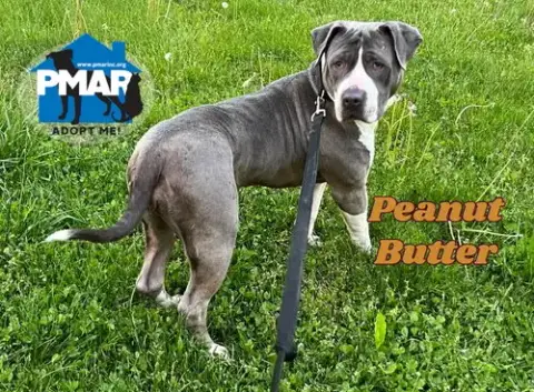 Peanut Butter photo 4