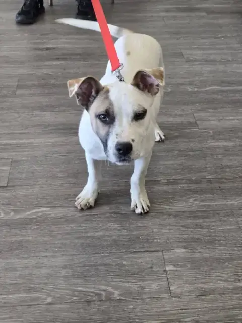 Tyson photo 2