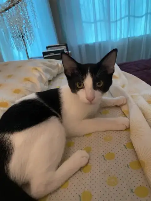 Laszlo