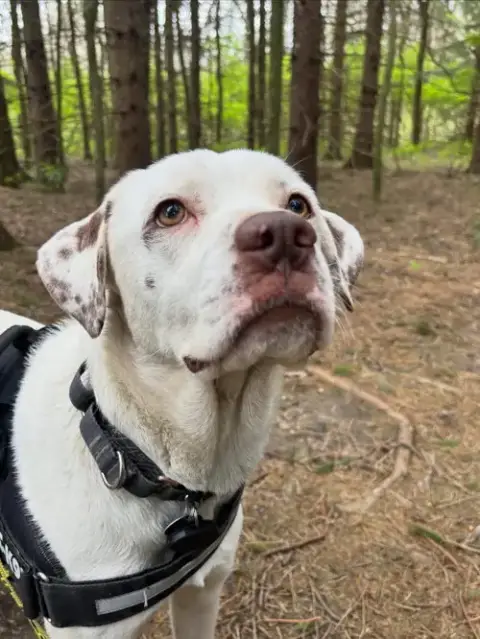 Dottie