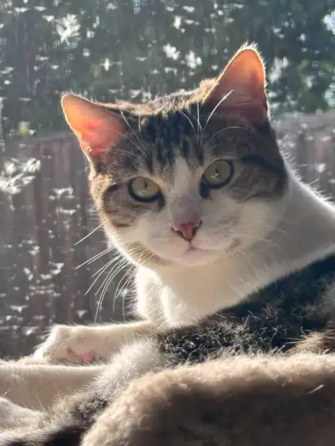 Elvis