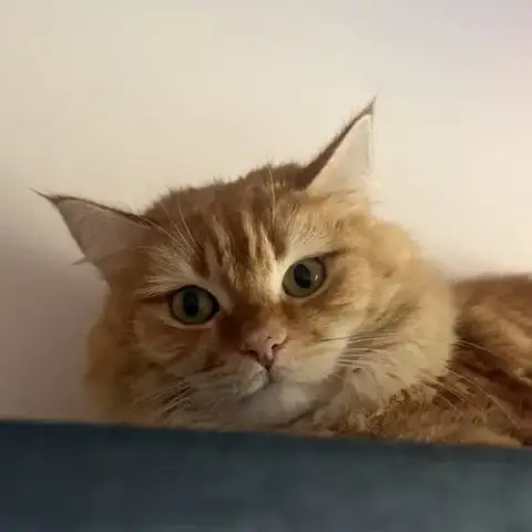 Tatertot photo 4