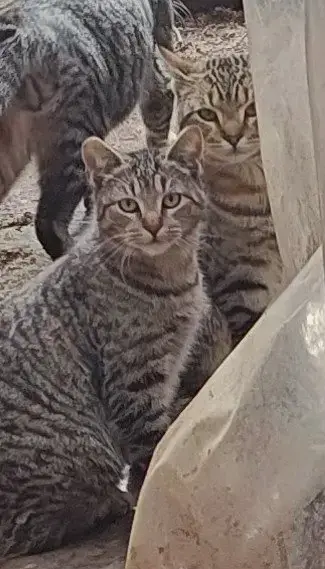 Outside Teen Kittens photo 4