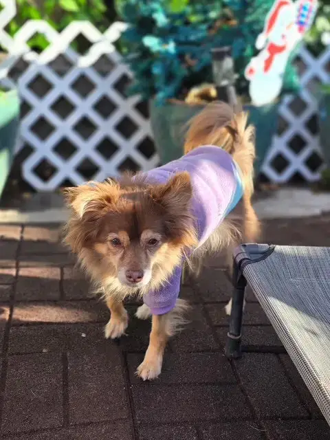Mocha