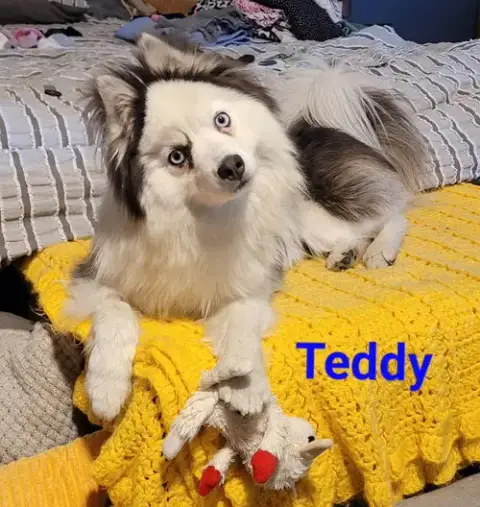 Teddy
