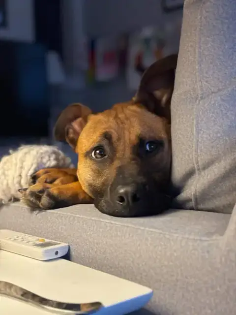 Scooby Doo photo 2