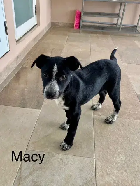 Macy photo 4