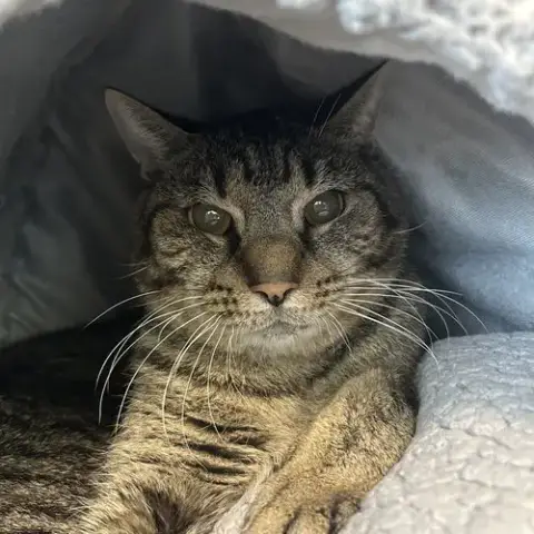 Wilson